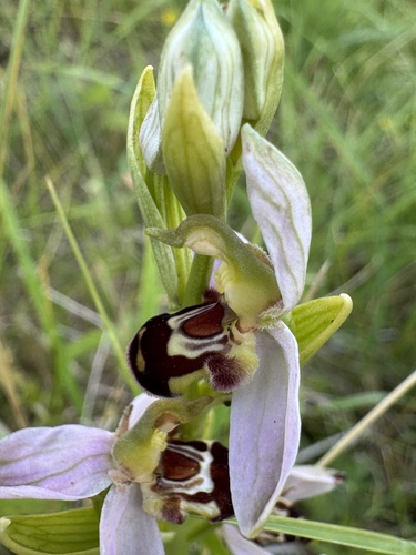 Bee Orchid