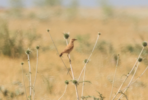 Isabelline Wheatear