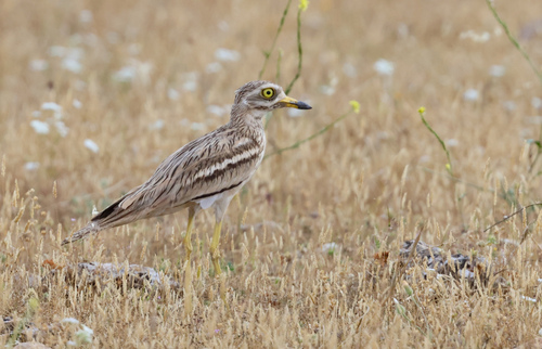 Eurasian Stone-curlew