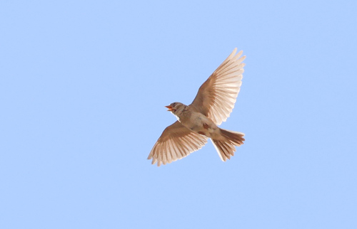 Mediterranean Short-toed Lark