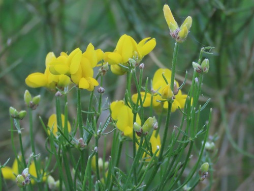 Genista radiata, photograph 5