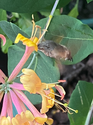 Eurasian Hummingbird Hawkmoth