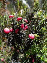Leptecophylla
