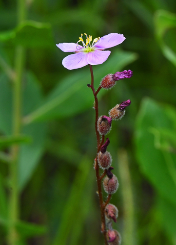 Drosera tracyi Macfarl.
