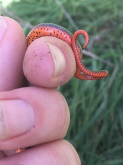 Diadophis punctatus modestus