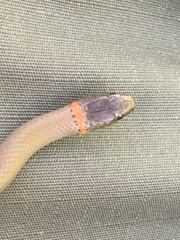 Diadophis punctatus modestus