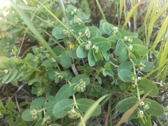 Euphorbia psammogeton