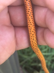 Diadophis punctatus modestus