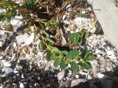 Euphorbia psammogeton