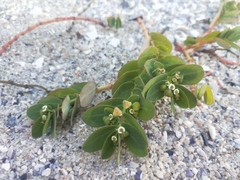 Euphorbia psammogeton