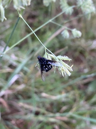 Bombylella atra