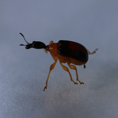 Attelabidae