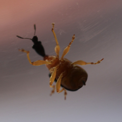 Attelabidae