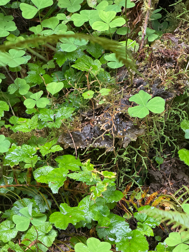 Lobaria anthraspis