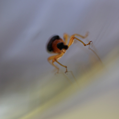 Attelabidae