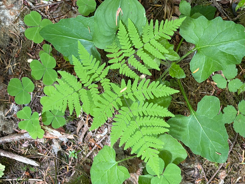 Gymnocarpium disjunctum