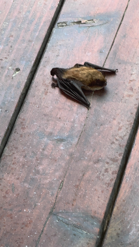 Little Brown Bat observed by earthwoven