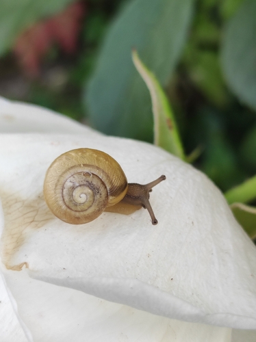 Cepaea