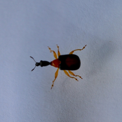 Attelabidae