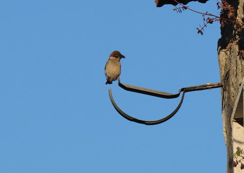 Eurasian Tree Sparrow