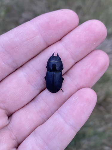 Lesser Stag Beetle