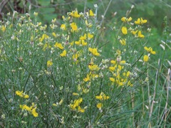 Genista radiata, photograph (c) Marco Mussita, some rights reserved (CC BY)