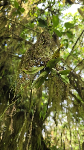 Ionopsis utricularioides, photograph 4