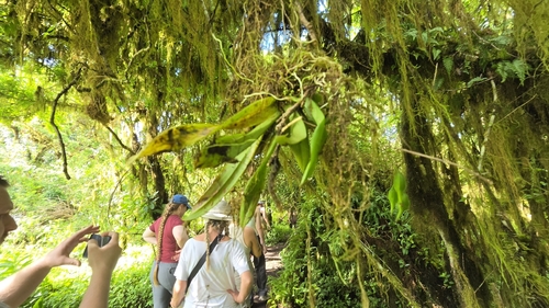 Ionopsis utricularioides, photograph 5