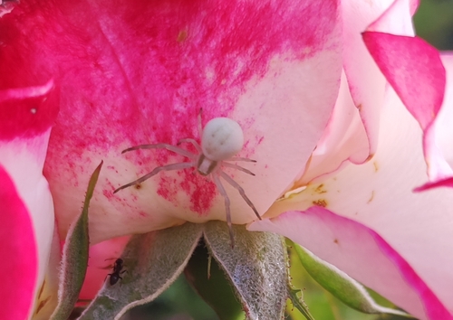 Goldenrod Crab Spider