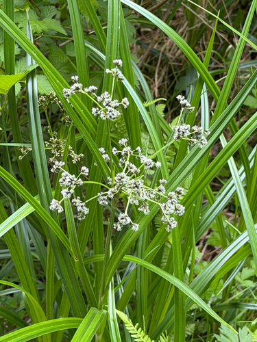 Scirpus microcarpus