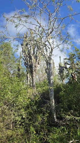 Jasminocereus thouarsii, photograph 4