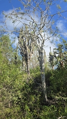 Jasminocereus thouarsii, photograph (c) Jake Nitta, some rights reserved (CC BY)