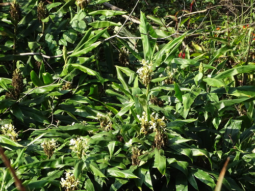 Hedychium flavescens, photograph 6