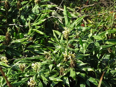 Hedychium flavescens, photograph (c) Shaun Swanepoel, some rights reserved (CC BY)