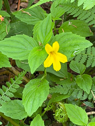 Erythranthe dentata