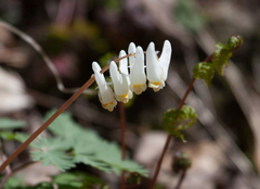 Dicentra cucullaria