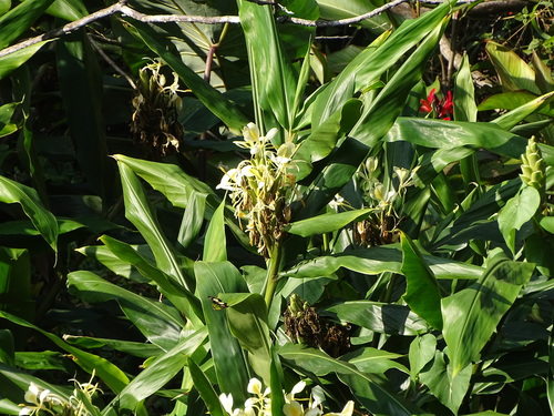 Hedychium flavescens, photograph 5