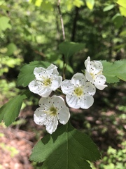 Crataegus marshallii