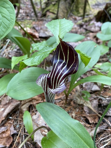 Jack-in-the-Pulpit