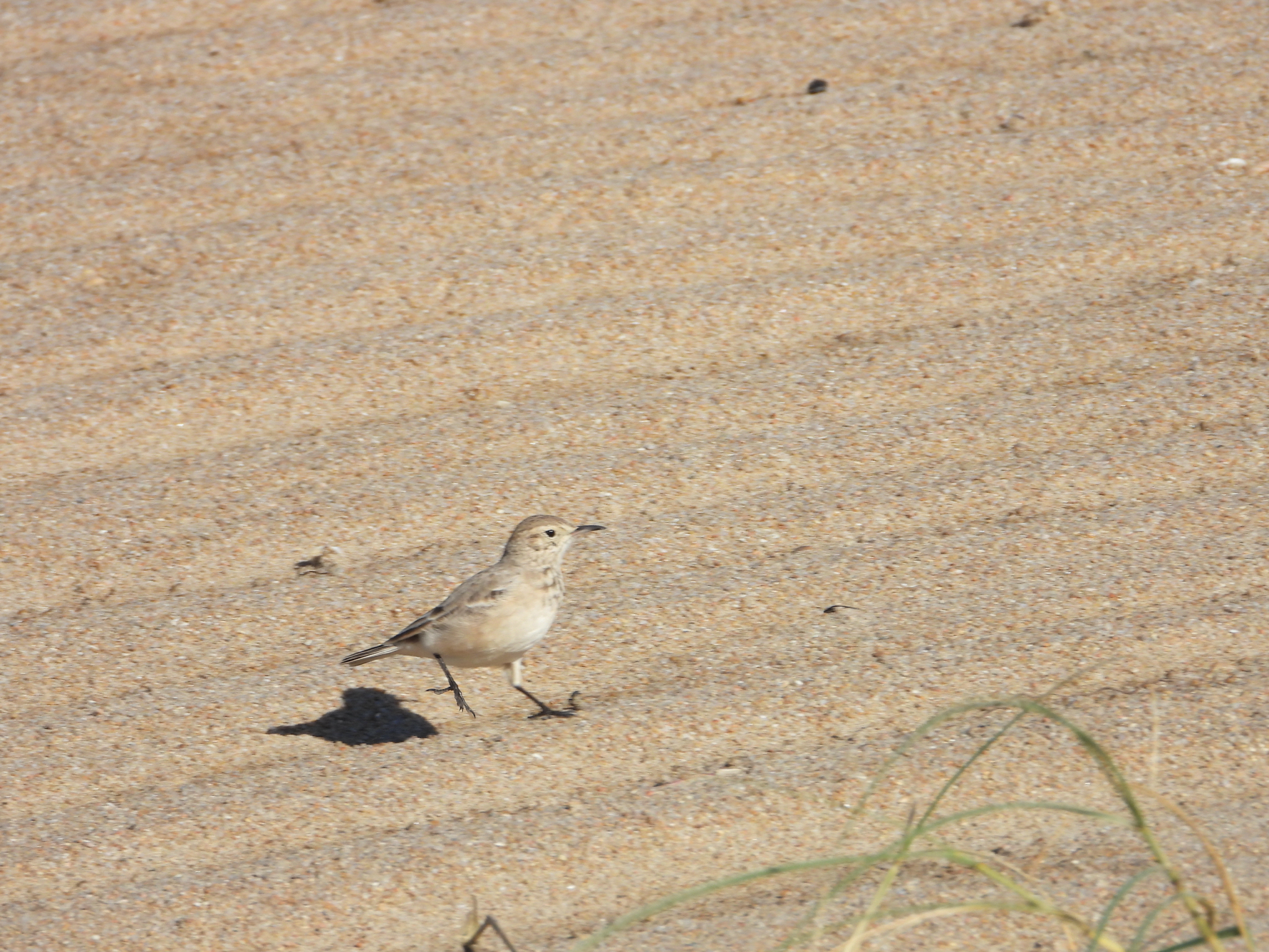 Common Miner (Geositta cunicularia), photo 9