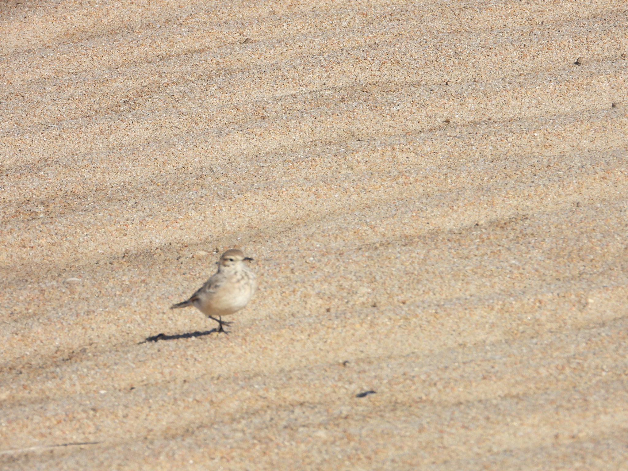Common Miner (Geositta cunicularia), photo 10