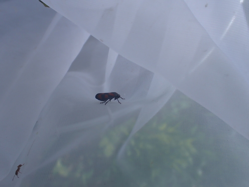 Common Froghopper photo 5