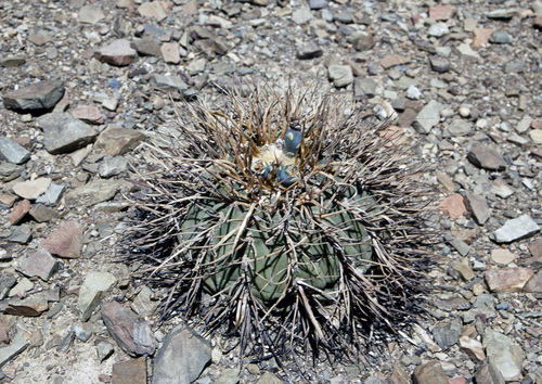 Gymnocalycium spegazzinii ssp. cardenasianum