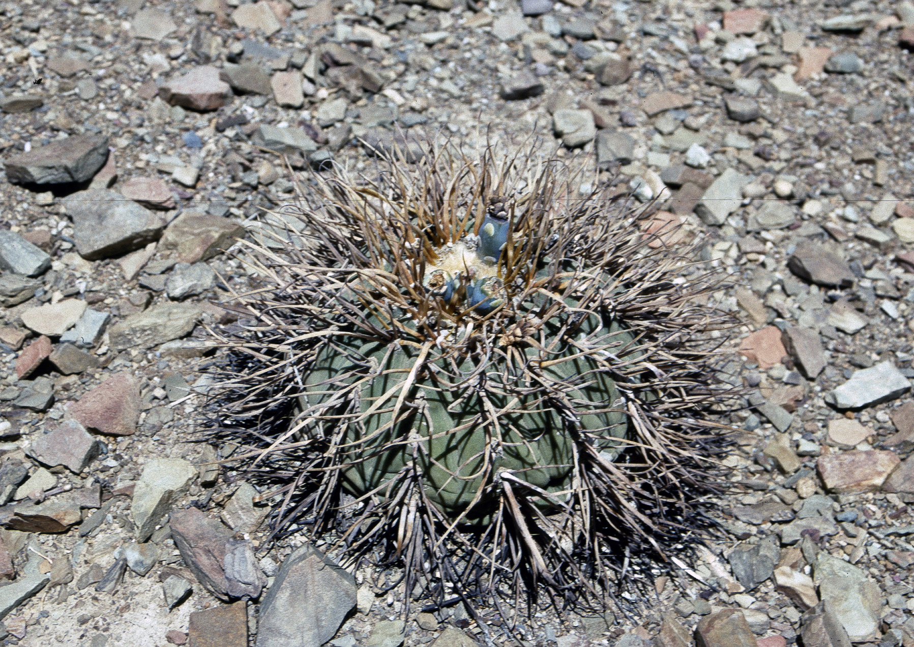 Gymnocalycium spegazzinii ssp. cardenasianum