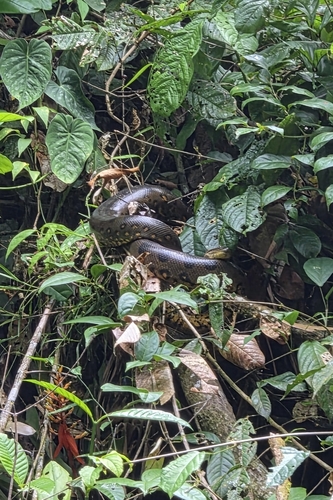 Green Anaconda