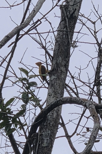 Cream-colored Woodpecker (Celeus flavus), photo 6