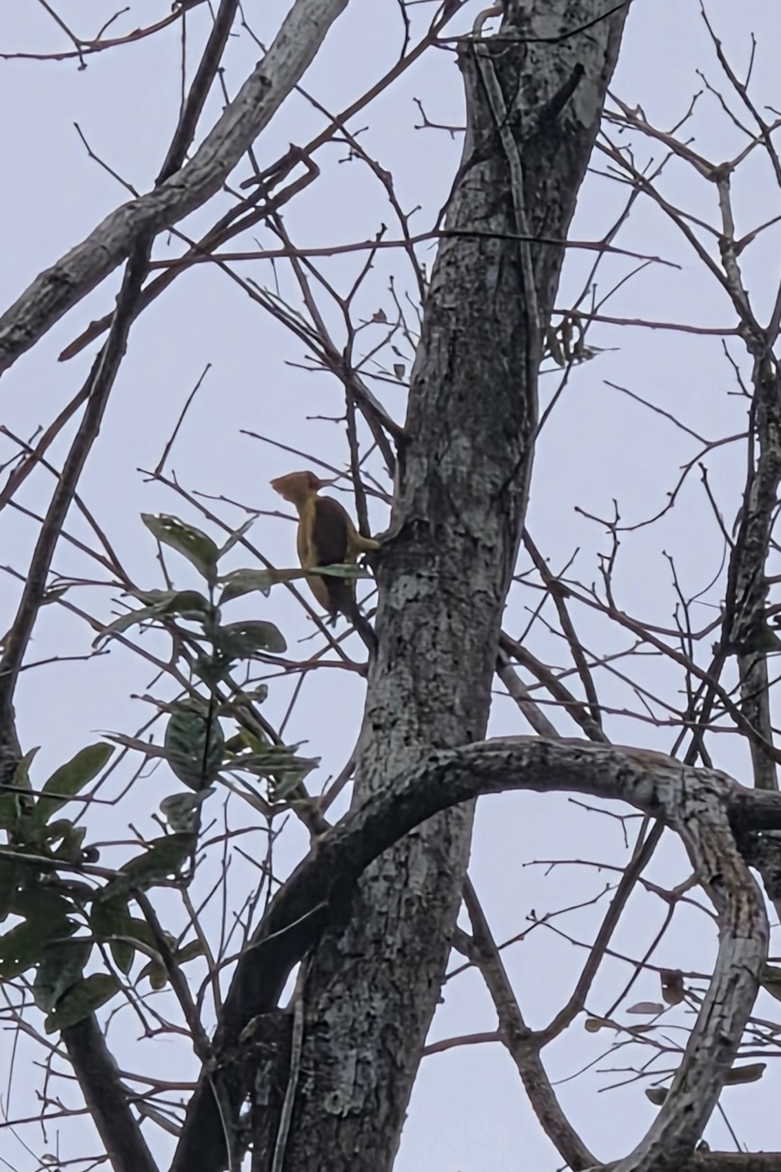 Cream-colored Woodpecker (Celeus flavus), photo 8