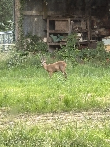 Western Roe Deer