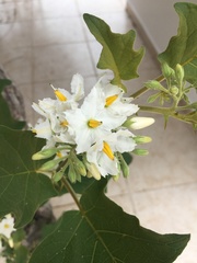 Image of Solanum torvum