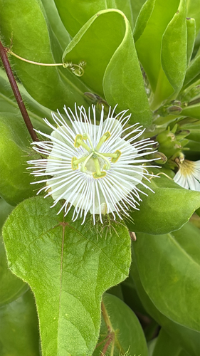 Passiflora foetida observed 2026-05-30